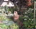 Maison Ringendorf 167m² sur 10 Ares - Sdc14718