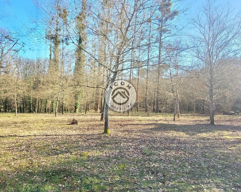 Terrain boisé de 26589 m2 avec dépendance de 120 m2 environ - 6 forêt