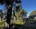 Campagne en Ville : Terrain 2 720m2 et maison à rénover - Img 3536