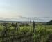 Terrain calme - Img 5875  003 
