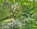  Maison avec jardin et local commercial  - Jardin2
